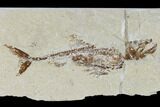 Cretaceous Predatory Fish (Eurypholis) With Pos/Neg - Lebanon #115744-3